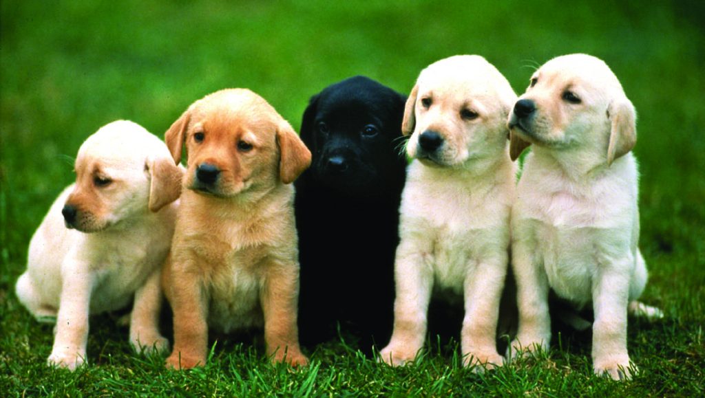 dow jones dogs